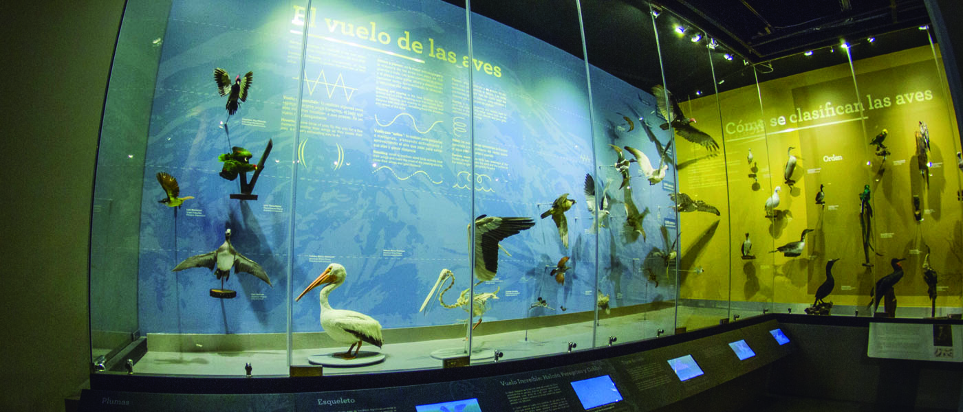 Museo de Las AVES