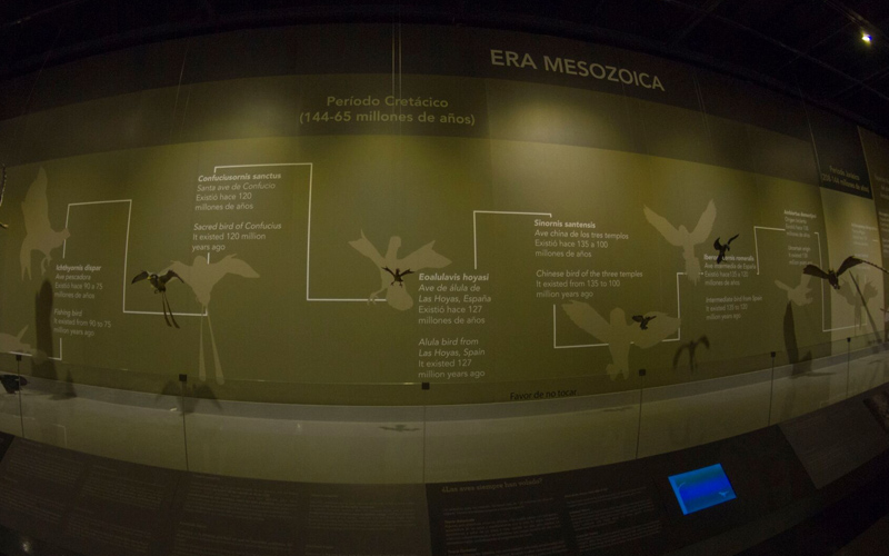Origen del museo y las aves